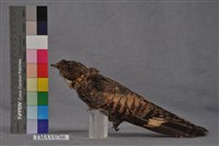 藏品(臺灣夜鷹)的圖片